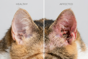 Side-by-side comparison showing a healthy cat ear and an infected ear with discharge and redness