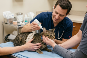Veterinarian carefully applying ear medication drops to a cat's ear on an examination table