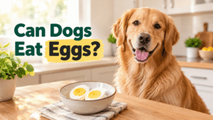 Can dogs eat eggs? A plain, fully cooked egg prepared as a dog treat